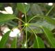Heptapleurum actinophyllum
